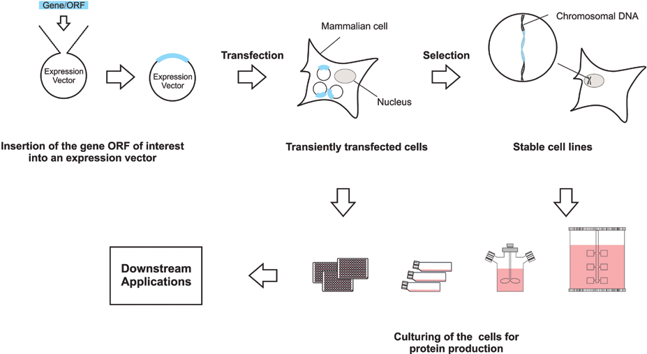 Protein Production in Mammalian Cell Culture SpringerLink