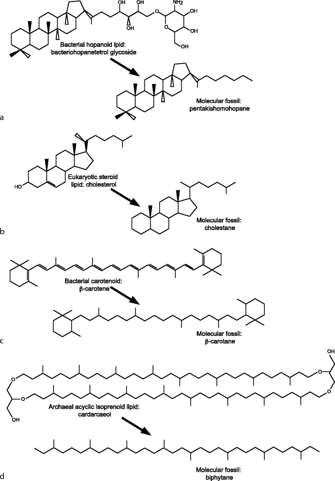 Molecular Fossils SpringerLink