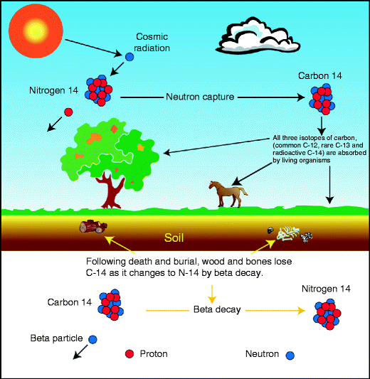 what is carbon dating used on