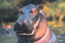 Indirekte pistol dissipation The red sweat of the hippopotamus | Nature