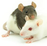 Give a rat a bone: satisfying rodents' need to gnaw | Lab Animal Give a rat a bone: satisfying rodents' need to gnaw | Lab Animal