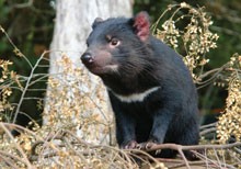 Tasmanian devils bedeviled by cancer