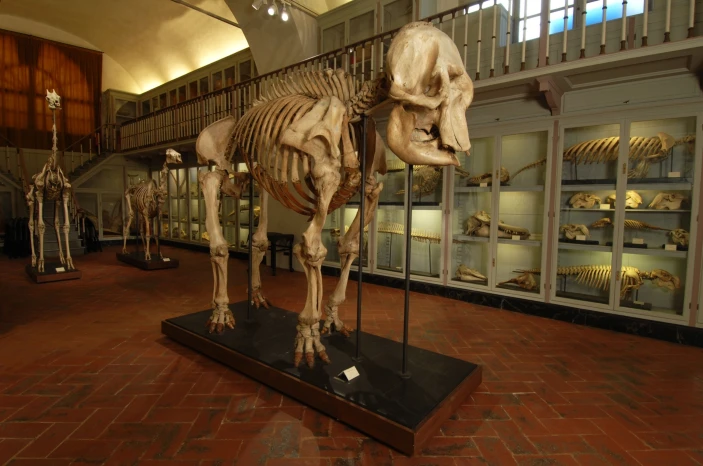 La Specola Museum of Zoology and Natural History