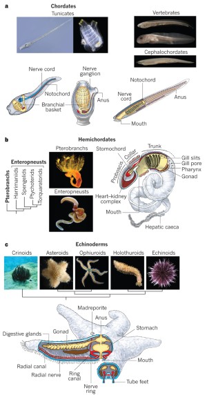 The Deuterostome Context Of Chordate Origins | Nature The Deuterostome Context Of Chordate Origins | Nature
