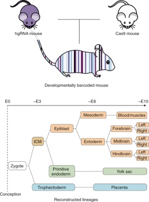 Barcodes galore for developmental biology | Nature Biotechnology