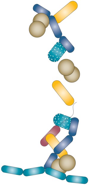 Obesity Or Stunting Nutrition Plays A Critical Role Nutripedia