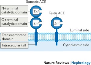 Angiotensin-converting enzyme in innate and adaptive immunity | Nature  Reviews Nephrology
