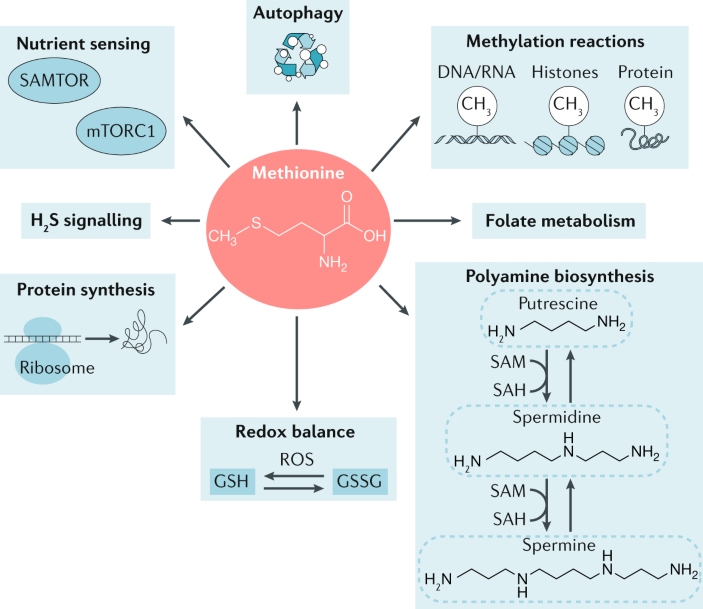 how much methiionine in science diet