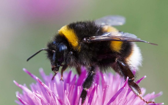 Abuzz With Bumblebee Genomes Nature Reviews Genetics