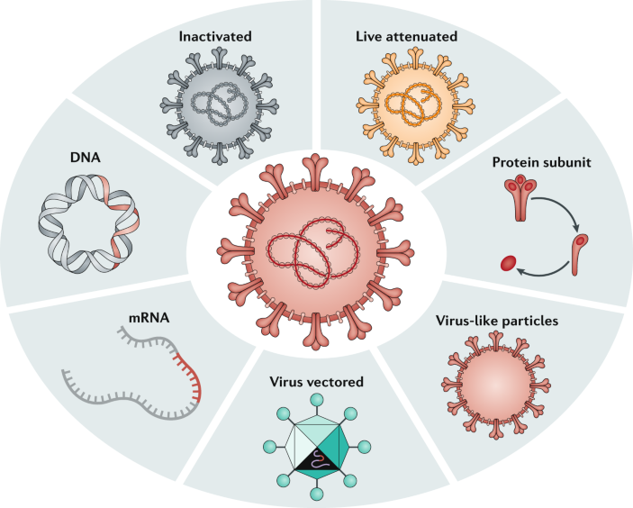 Viral Targets For Vaccines Against Covid 19 Nature Reviews Immunology