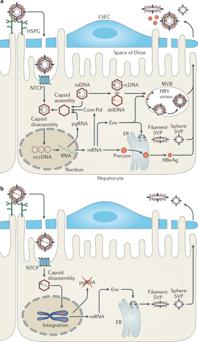 Immunobiology And Pathogenesis Of Hepatitis B Virus Infection Nature Reviews Immunology Immunobiology And Pathogenesis Of Hepatitis B Virus Infection Nature Reviews Immunology