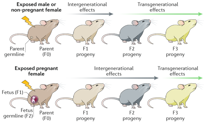 Functions and mechanisms of epigenetic inheritance in animals | Nature  Reviews Molecular Cell Biology