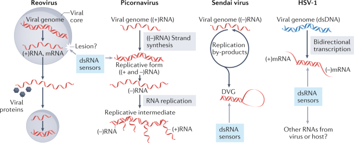 Cellular Origins Of Dsrna Their Recognition And Consequences Nature Reviews Molecular Cell Biology