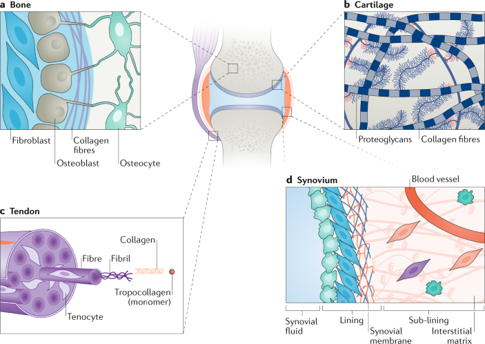 Location Location Location How The Tissue Microenvironment Affects Inflammation In Ra Nature Reviews Rheumatology