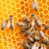 World Bee Day 2024: A hive of research from the BMC Series