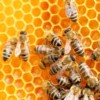 medical imaging research paper World Bee Day 2024: A hive of research from the BMC Series