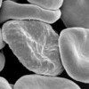 Bioarcheologists investigate the origin of the malaria parasite infecting the Romans