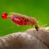 A powerful attractant: Malaria parasites lure blood-sucking mosquitoes