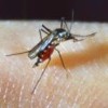 Malaria Screener: Harnessing smartphone technology to automate malaria diagnostics