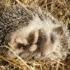 Hedgehogs reveal the presence of a little-known parasite in Mallorca:  the rat lungworm
