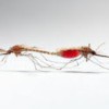 A new perspective on nuptial gifts from male mosquitoes