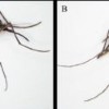 Armigeres subalbatus, a potential vector for Zika virus