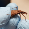 #TraeTuChipo: citizen science for the surveillance of Chagas disease