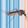 Climate change increases overall West Nile virus transmission, but the story is complicated