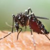 Looking at the potential impact of invasive mosquitoes
