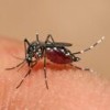 Dengue demands renewed attention to be finally defeated