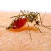 A malaria vector reappears in Italy after 50 years
