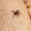 Leishmaniasis and ticks among the newest indicators in 2024 Lancet Countdown Europe Report