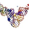 Living in an RNA world