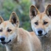 The Australian dingo: untamed or feral?