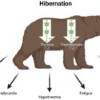Low thyroid hormone levels may adapt brown bears to hibernation