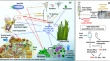 coral reef research articles