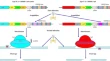 genetics and molecular research genetics and molecular research