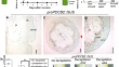 research paper on plant biology research paper on plant biology