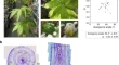 plant research articles