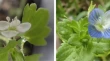 research paper on plant biology research paper on plant biology