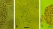 research paper on plant biology research paper on plant biology