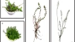 research paper on plant biology research paper on plant biology