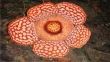 research paper on plant biology research paper on plant biology