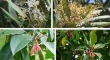 research paper on plant biology research paper on plant biology