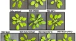 plant research articles