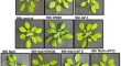 research paper on plant biology research paper on plant biology