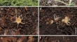 research paper on plant biology research paper on plant biology