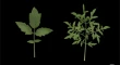 plant research articles