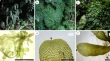 plant research articles