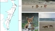research articles on genetic diversity research articles on genetic diversity